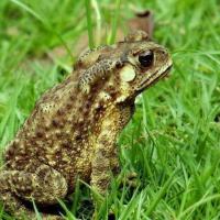 蟾蜍种苗小幼体 蛤蟆疥蛤蟆蟾蜍蟾衣干活体