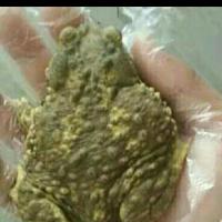 二两一只发顺丰 癞蛤蟆 活蟾蜍 干蛤蟆皮 疥蛤蟆 蟾蜍活体 蛤蟆衣活体 赖八子一只