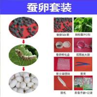 学生标准养蚕 蚕卵50粒 蚕宝宝套装饲养箱饲养盒送蚕宝宝学生七彩金丝蚕彩色蚕蚕卵蚕工具
