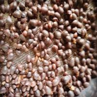 如图 活体小幼土元土鳖虫苗养殖蝎子蜈蚣蜘蛛蜥蜴鸟类宠物食物饲料500