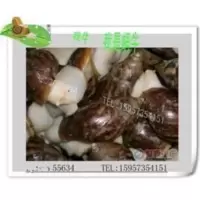 热卖!鲜活食用蜗牛/白玉蜗牛/乌龟饲料(50只)宠物蜗牛 热卖!鲜活食用蜗牛/白玉蜗牛/乌龟饲料(50只)宠物蜗牛