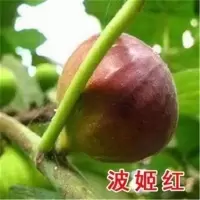 波姬红[带分枝 不带叶子] 三年盆栽[少量结果] 无花果树苗盆栽无花果苗南北方种植果树苗当年结果带发货日本紫国