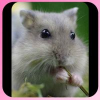 紫仓 性别:公 小仓鼠活物稀有金丝熊奶茶仓鼠活体宝宝宿舍宠物小型好养情侣一