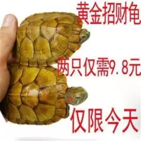 2CM-两只(不好养) 深水乌龟吃垃圾的深水龟吃鱼粪便热带鱼缸观赏宠物清洁龟混养