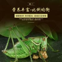 蝈蝈专用食3盒一只蝈蝈吃3月 蝈蝈活 铁蝈蝈鸣虫蝈蝈活体超大幼虫憨叫大肚子叫铁皮绿蝈蝈天津