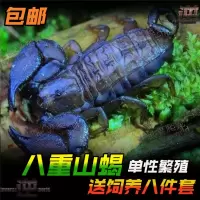 幼体蝎子0.5cm不送套餐 星辰爱宠八重山蝎子 成体1-3cm单性繁殖的蝎无需交配即可产子送八