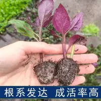 紫背菜种子1袋2SF 紫背菜苗天葵菜秧苗蔬菜种子 观音菜苗血皮菜苗 野生菜保健蔬菜苗