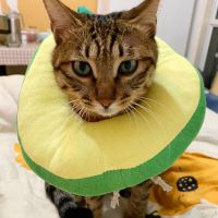 牛油果 尺寸参考详情第一张图 伊丽莎白圈软布宠物猫咪伊利沙白防舔头套耻辱项圈猫脖圈绝育用品