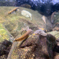 麦氏爬岩鳅3-4cm2条送1条报损 包活 擦玻璃 冷水清道夫琵琶鳅双吸盘贵州爬岩鳅除藻吃垃圾鱼缸清洁工具观赏鱼
