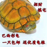 2-3厘米体质弱 一只+3g龟粮 一对小乌龟活体小宠特大迷你招财情侣龟宠物龟活物巴西龟观赏龟