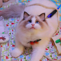 猫咪活体宠物小猫家猫土猫活体家养田园猫幼猫狸花猫活体橘猫领养