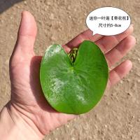 迷你1片[约5-7cm] 一叶莲碗莲水培植物观叶观花水生植物盆栽开花心形莲花水生好养