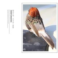 浅橘色头(1只) 羽毛鸟仿真麻雀羽毛小鸟泡沫小鸟灰色仿真鸟道具树枝园林圣诞装饰