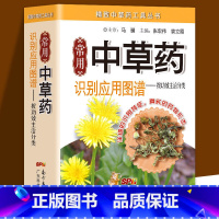 [正版]铜版纸 常用中草药识别应用图谱-按功效主治分类实用百科 中草药野外识别中医养生书籍 中药学药材药学入门 实拍中