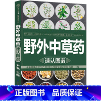 [正版]野外中草药速认图谱 朱强 编 药学生活 书店图书籍 江苏凤凰科学技术出版社