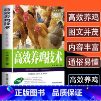 [正版]高效养鸡技术鸡病鉴别诊断图谱防治及用药养鸡鸭鹅技术书肉鸡蛋鸡土鸡散养鸡养殖书籍大全一本通家禽畜牧兽医病理学养殖