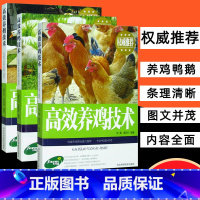 [正版]3册高效鸡鸭鹅养殖技术饲料配方大全技术及用药鸡病快速鉴别诊断图谱防治实用手册畜牧家禽养殖动物医学专业书籍科学生