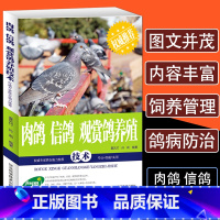 [正版]肉鸽信鸽观赏鸽养殖技术鸽病鉴别诊断与治疗方法护理养鸽设备饲料配比科学生态饲养管理技巧常见病防治教程鸽子养殖技术