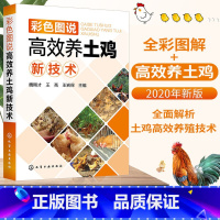 [正版]彩色图说高效养土鸡新技术 土鸡 养鸡 鸡病 养土鸡 高效养鸡 柴鸡 土鸡养殖户 养鸡技术人员 土鸡场饲养管理人