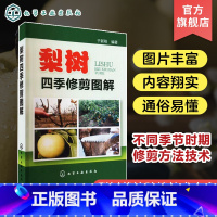 [正版]梨树四季修剪图解 于新刚 修剪调节作用基础知识 四季修剪方法 不同生长时期修剪要点 不同品种修剪特点 现代