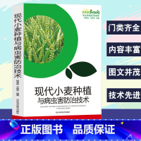 [正版]现代小麦种植与病虫害防治技术农业种植系列读物标准化生产优质品质选择播种管理施肥与创新技术冬小麦安全储存技术病虫