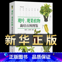 [正版]观叶、观果植物栽培百科图鉴绿化养护介绍各种植物的科属种学名原产地繁殖日照温度土壤水分形态特征应用方法种植技术花