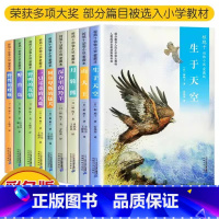 椋鸠十动物小说系列9册 [正版]椋鸠十动物小说全集爱藏本全套10册野鸭的友情孤岛野犬野性的呼唤6-12岁小学生三四五