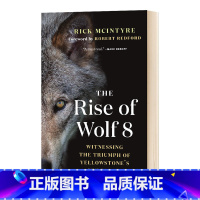 随机1册 [正版] The Rise of Wolf 8 英文原版 狼8的崛起:见证黄石的失败者的胜利(黄石的阿尔法