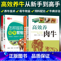 [正版]养牛4本套高效养肉牛 肉牛饲料配方手册 怎样提高母牛繁殖效益 牛病快速诊治实操图解 肉牛养殖技术生态肉牛饲养