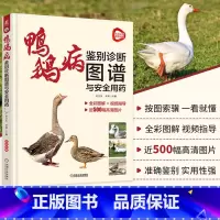 [正版] 鸭鹅病鉴别诊断图谱与安全用药 孙卫东 感染途径 运动障碍 食盐中毒 腹泻 呼吸系统 禽流感 泌尿生殖系统