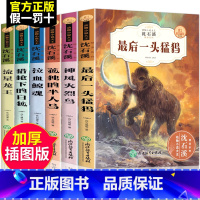 [正版]沈石溪动物小说全集后一头战象全套装6册精品集小学生版四五六年级课外阅读书籍儿童文学全系列必读的书经典书目珍藏版