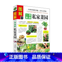 [正版]生活休闲书籍 一平米的私家菜园 (日)藤田智 著 步骤彩图详解 方法简单易学 窗台 阳台 庭院 顶楼 轻松种菜实