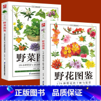 [正版]铜版纸全2册野菜图鉴+野花图鉴常见花卉园林植物识别图鉴野外野菜识别速查图鉴植物特性药学图鉴植物花草识别图解食疗书