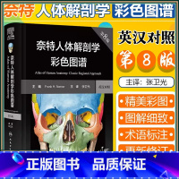 [正版]奈特人体解剖学彩色图谱 第八8版 翻译版 身体结构器官解剖原理图解临床医生培训实践书籍 人民卫生出版社97871