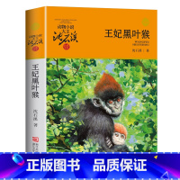 王妃黑叶猴 [正版]沈石溪动物小说品藏书系列全集36册 斑羚飞渡第七条猎狗后一头战象雪豹悲歌珍藏版全套画本生肖