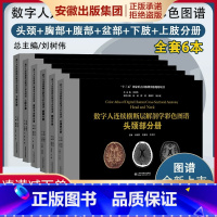 [正版]正品 数字人连续横断层解剖学彩色图谱 全套6本 腹部+盆部与会阴+上肢+下肢+头颈部+胸部分册 山东科学技术出版