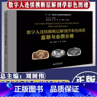 盆部与会阴分册 [正版]正品 数字人连续横断层解剖学彩色图谱 全套6本 腹部+盆部与会阴+上肢+下肢+头颈部+胸部分册