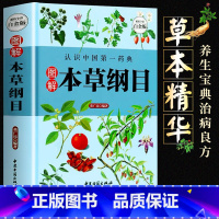 [精装大开本]图解版本草纲目 [正版]土单方书张至顺小方子治大病民间祖传秘方全3册中医书籍大全本草纲目民间道长中医书中国