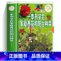 [正版]一本书学会家庭养花和阳台种菜图解彩图版/居家花草大全室内养花盆景入门栽培植物技术多肉植物种植图鉴新手盆栽花卉蔬菜