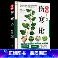 [正版]伤寒论 张仲景 原著全集 中医四大名著之一 伤寒杂病论白话解 中医养生书籍大全医学全书 中医知识自学入门零基础学