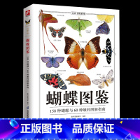 [正版]蝴蝶图鉴蝴蝶家族生态图解 精美蝴蝶图片生命科学 蝴蝶的分类生物学等基础知识 世界蝴蝶名录 图鉴蝴蝶品种图鉴蝴蝶爱