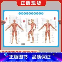 人体肌肉神经解刨挂图 [正版]人体肌肉神经解刨挂图 铜版纸 全身肌肉骨骼器官结构解剖大挂图男性肌肉分布图人体骨骼