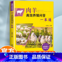 肉羊高效养殖问答一本通 [正版]肉羊高效养殖问答一本通 马友记 编 肉羊高效养殖技术 羊场肉羊育种技术 含彩图扫码视频