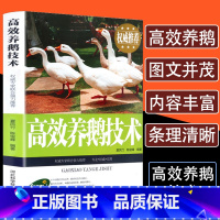 [正版]高效养鹅技术鹅病快速鉴别诊断防治疗全书鹅养殖饲料配方鸡鸭鹅技术书标准鹅品种选择科学养殖场管理指南畜牧家禽兽医专业