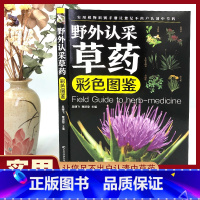 [正版]野外认采草药彩色图鉴图解中华汉方快速认药彩图全套中草药学野外识别应用彩色图鉴中草药彩图大全图解版草药材识别入门