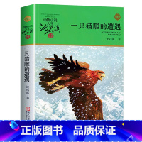 一只猎雕的遭遇 [正版]狼王梦沈石溪动物小说珍藏版系列单本原著初中中小学骆驼王子第七条猎狗青少年课外读物 9-10-12