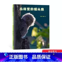 [正版]丛林里的猫头鹰精装绘本图画书带你走进用肉眼看不到的鸟类世界适合4岁以上蒲蒲兰童书