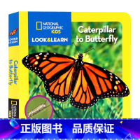 蝴蝶孵化 [正版]170元5件 美国国家地理看与学系列 National Geographic Kids Look an