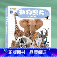 单本全册 [正版]争霸美育动物照片少儿美术课堂 2023当下少儿
