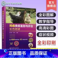 [正版]鸡病类症鉴别与诊治彩色图谱 孙卫东 诊疗防治养鸡技术书鸡常见症状诊断防控策略兽医书籍 安全用药家禽养殖大全高效